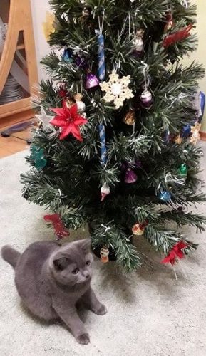 Самые красивые новогодние елки от читателей Joy-pup 2