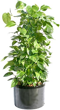 Chrysanthemum Morifolium Epipremnum aureum