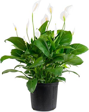 Spathiphyllum - Peace Lily Spathiphyllum - Peace Lily