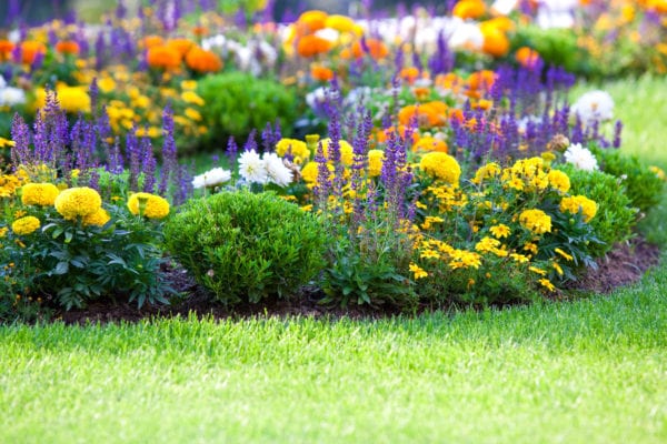 multicolored flowerbed on a lawn.