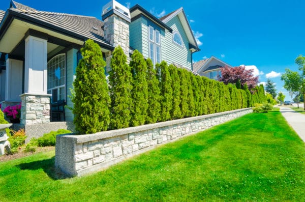 Privacy hedges alongside luxurious house