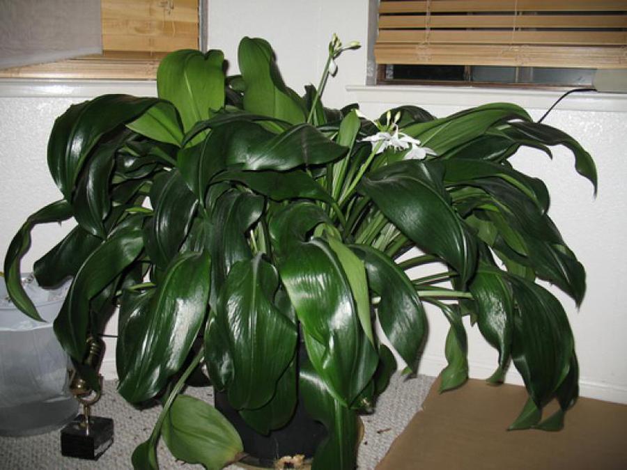 Комнатные растения с пушистыми листьями фото и названия