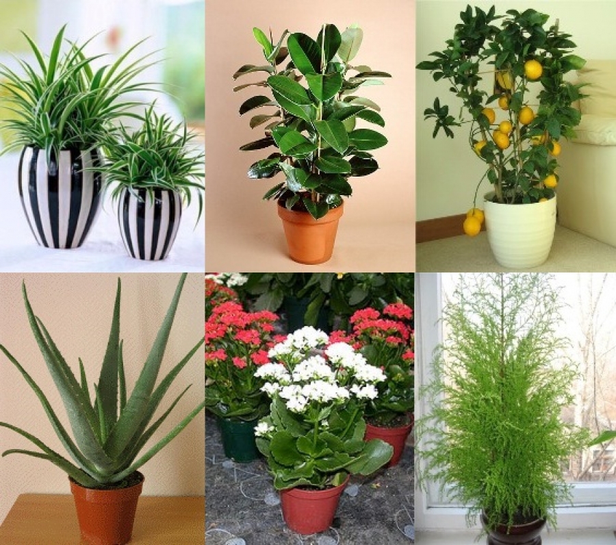 Комнатные цветы полезные для дома и здоровья. Комнатные растения. Домашнее растение. Комнатные растения цветы. Домашние цветы комнатные.