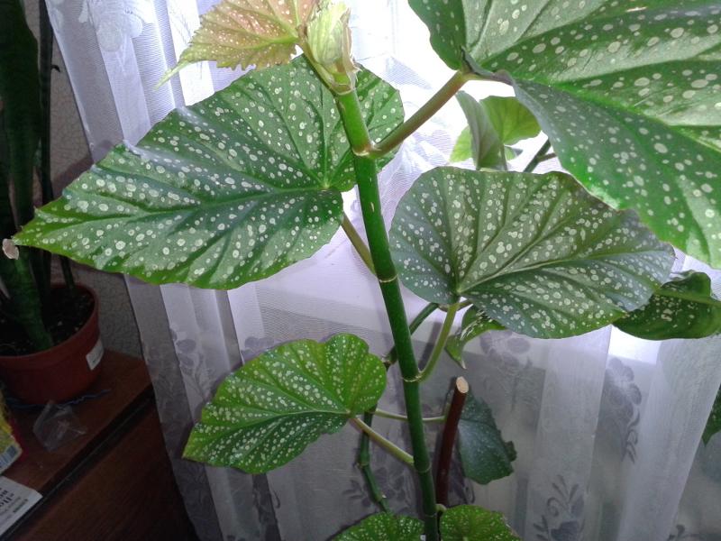 Комнатное растение с мелкими листочками фото