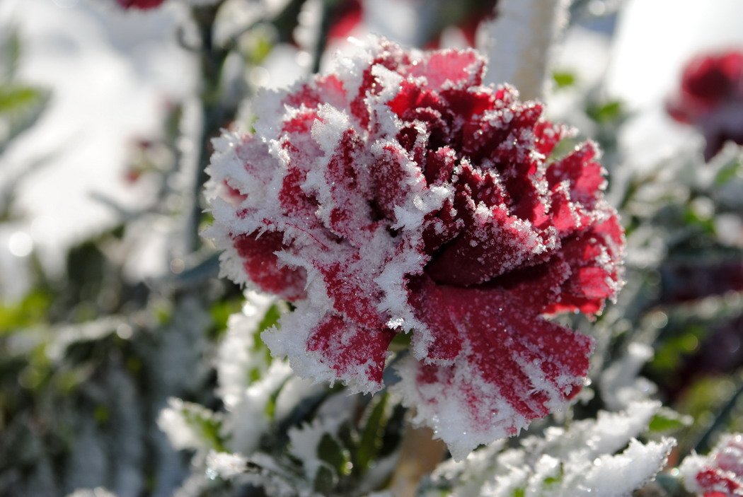 Цветы пиона на снегу фикс прайс. Зимние цветы. Цветы зимой. Цветы в снегу. Красивые зимние цветы.