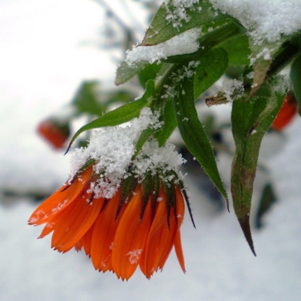 Какие цветы нужно выкапывать на зиму фото