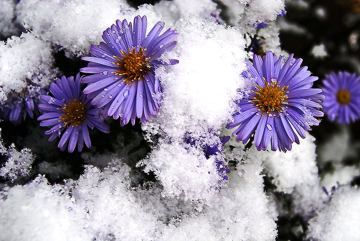 Картинки цветов в снегу. Зимние цветы. Цветы зимой. Снежные цветы. Цветы под снегом.