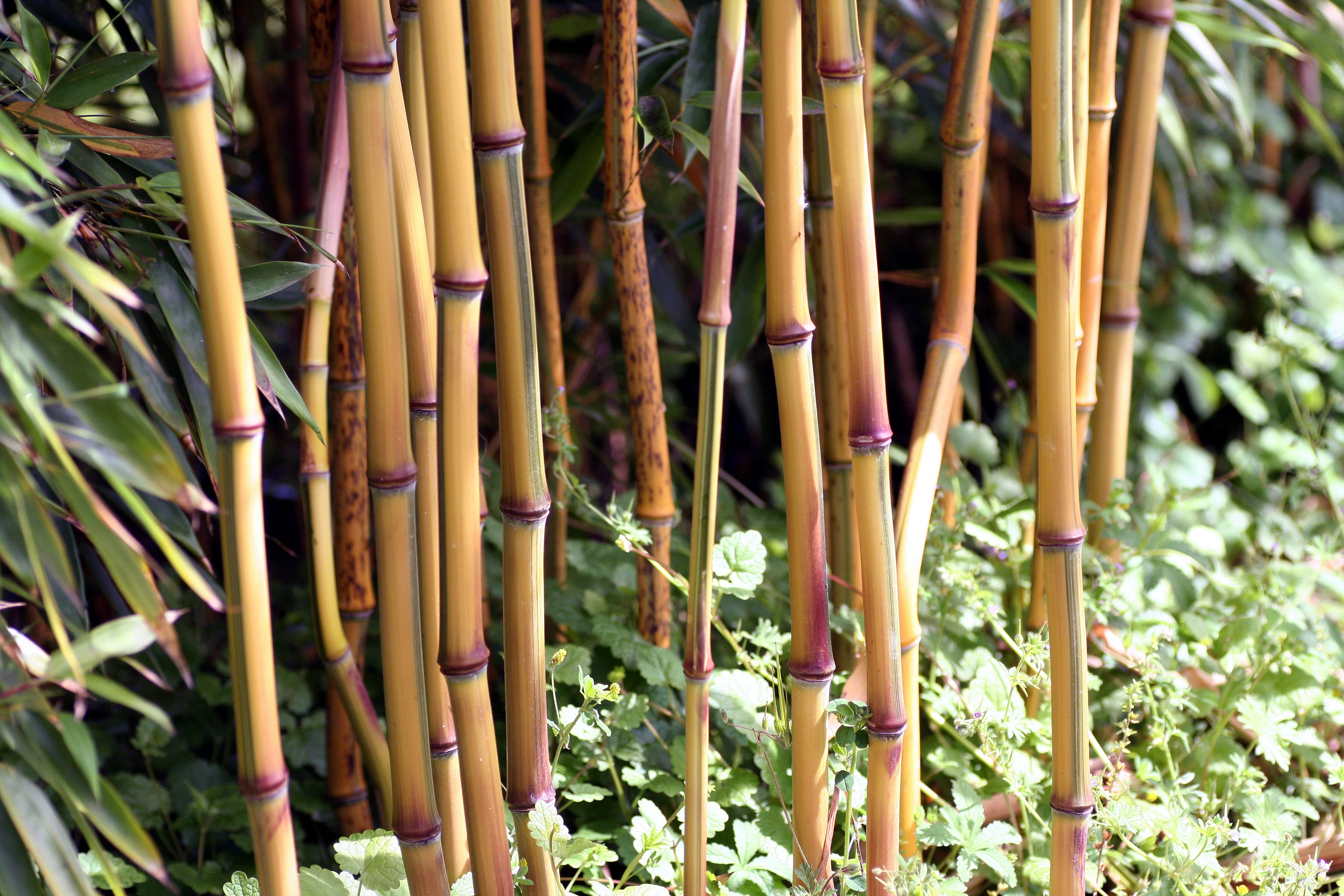 Big bamboo play big bamboo top. Бамбук Широшима. Бамбук Тибет. Фикус бамбук. Монастырский бамбук.