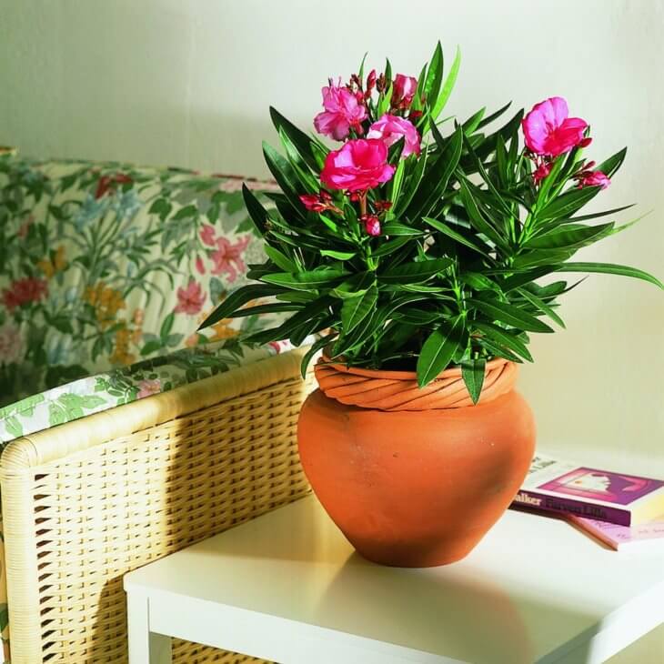 Цветущие растения в комнате