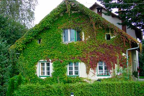 Вертикальное озеленение на даче своими руками