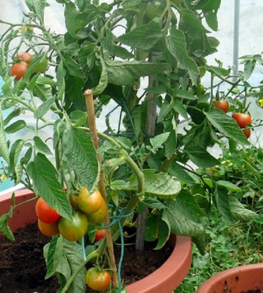 Pomidory-budut-sladkimi-i-vkusnymi