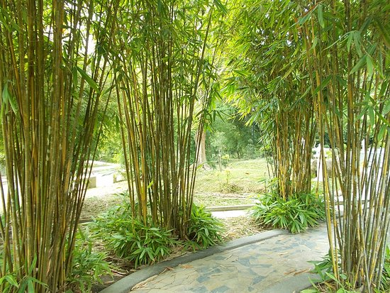 скорость роста бамбука в сутки