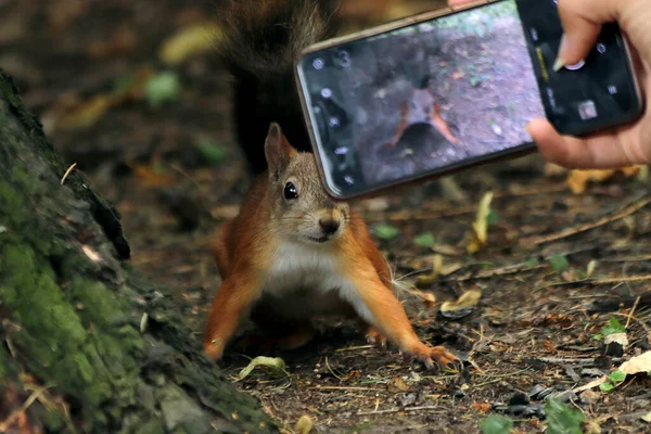 Park You Can Find Squirrels Dogs Crows Sparrows Pigeons Ducks Stock Photo