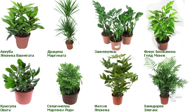 Названия и фото цветов растений список с фото