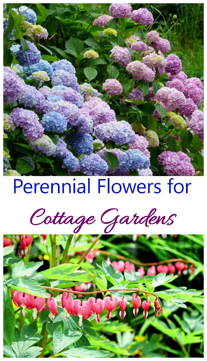 These perennial flowers for cottage gardens can be planted once and will bloom year after year. hydrangeas and bleeding hearts are two popular choices