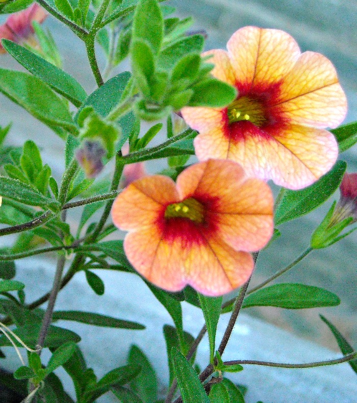 Calibrachoa is also known as million bells