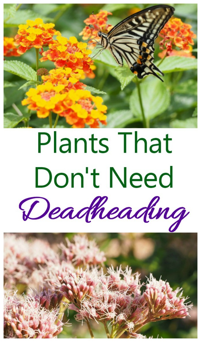 Plants that don