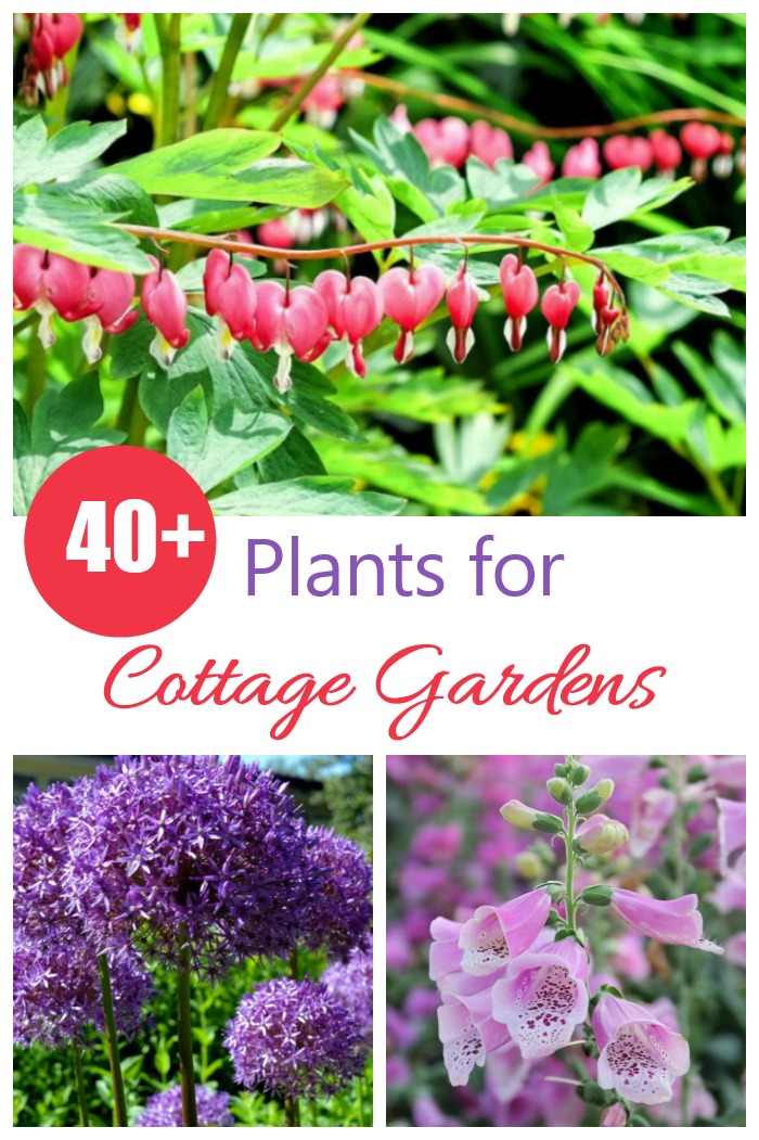 These 40 plants for cottage gardens will add a soft and romantic touch to any garden setting.
