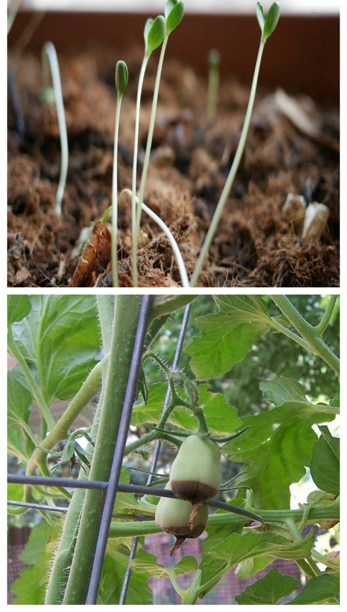 Problems in the vegetable garden