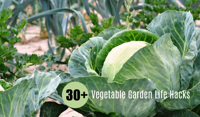 DIY Garden Ideas on a budget - 30+ Vegetable garden Life Hacks