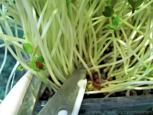 For all you frustrated would-be hairdressers out there, harvesting microgreens gives you an opportunity to practice your scissor skills snipping shoots!