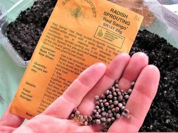 Radish sprouting seeds are suitable for sowing as microgreens