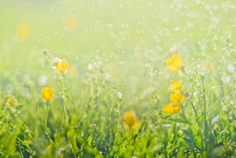 Abstract green Fresh grass and wild small yellow flowers field with abstract blurred foliage and bright summer sunlight royalty free stock photography