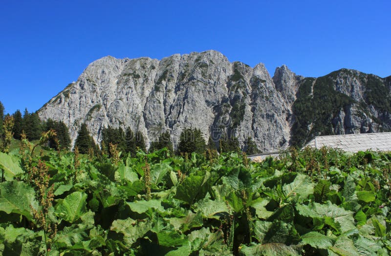 Alpine landscape and monks rhubarb (rumex alpinus) plants. Alpine landscape with monks rhubarb (rumex alpinus) plants, Alps, Slovenia stock photo