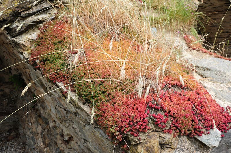 Alpine plants. Detail of beautiful colorful alpine plants and dry grass royalty free stock photo