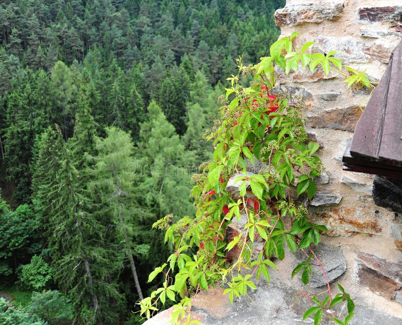 Alpine plants. Detail of beautiful colorful alpine plants and stone royalty free stock photos