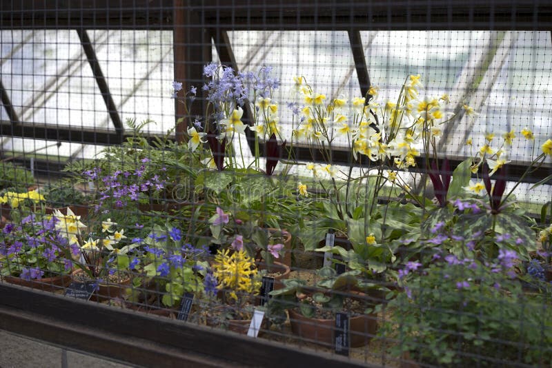 Alpine plants in greenhouse. This Alpine greenhouse contains flowering plants that thrive in cold temperatures and high altitudes. Panels open to allow stock photo