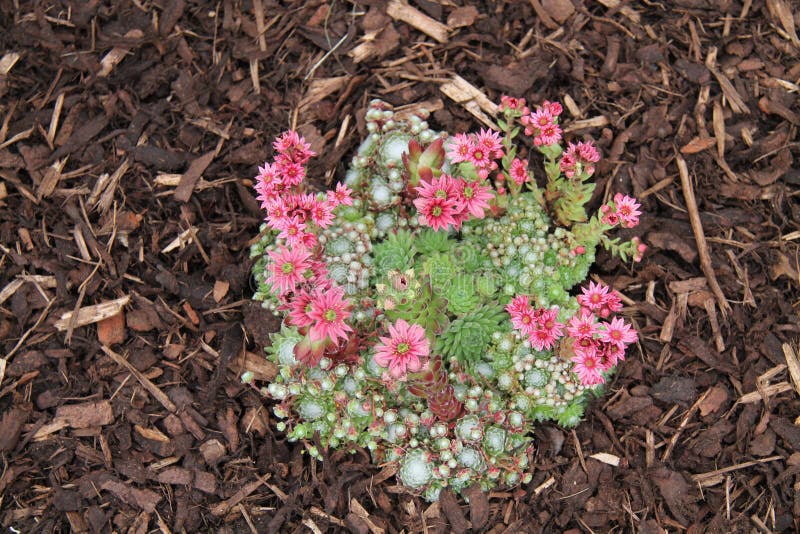 Alpine Plants. Alpine Plants Growing in a Bed of Wood Chips royalty free stock image