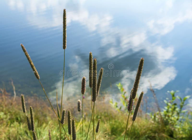 Alpine plants and reflection of clouds in the water. Nature background. Alpine plants and reflection of clouds in the water stock photos