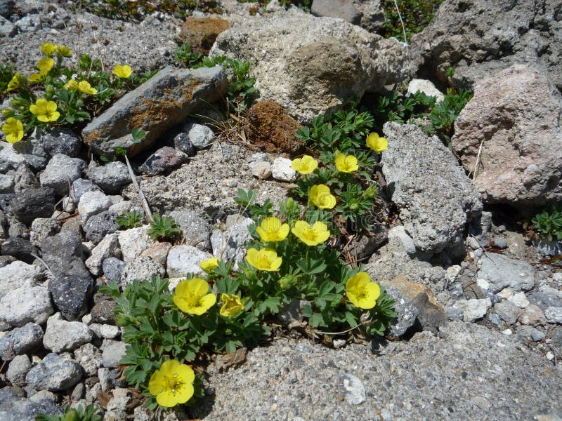 Alpine plants. There are many kinds of alpine plants in the Asahidake royalty free stock images Alpine plants. There are many kinds of alpine plants in the Asahidake royalty free stock images