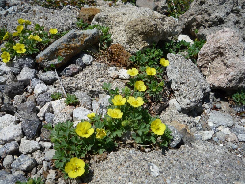 Alpine plants. There are many kinds of alpine plants in the Asahidake royalty free stock images