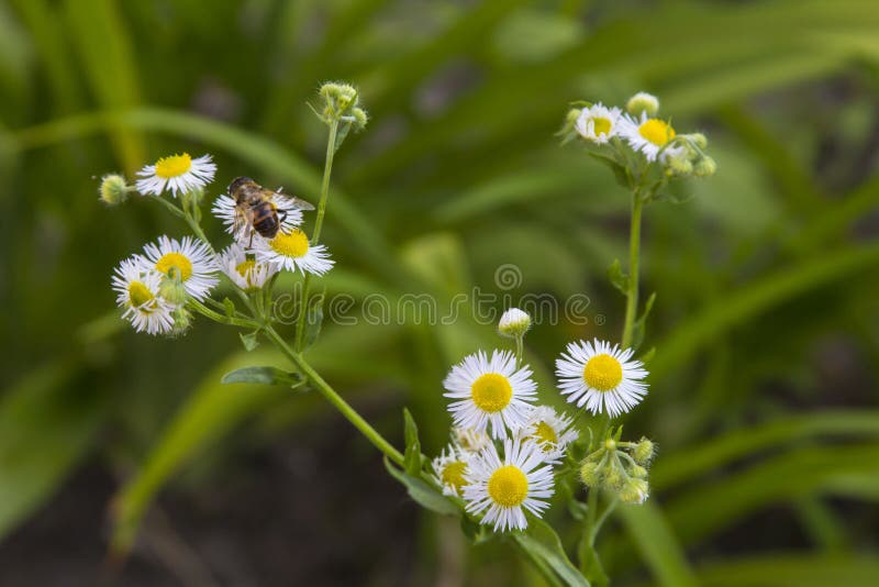 Alpine slide, bee on a flower stock image