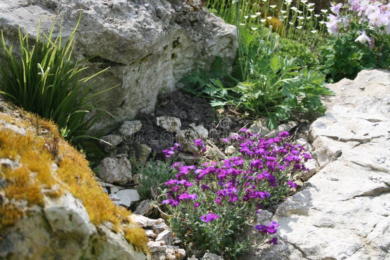Garden flowers and stones royalty free stock photos