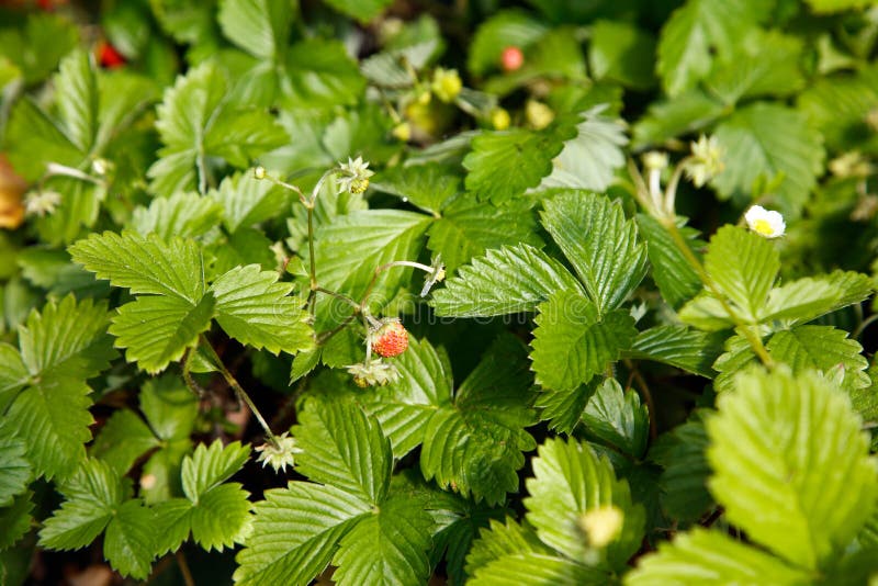 Alpine strawberries Plants. Nature background top view stock image