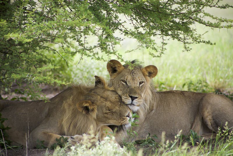 Amazing lions sitting and cuddling in the bush of Moremi Reserve. Two young lions sitting and giving cuddles to each other in the bush of Moremi Game Reserve in royalty free stock photography