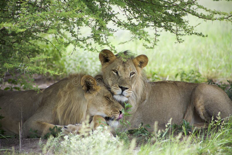 Amazing lions sitting and cuddling in the bush of Moremi Reserve. Two young lions sitting and giving cuddles to each other in the bush of Moremi Game Reserve in stock photography Amazing lions sitting and cuddling in the bush of Moremi Reserve. Two young lions sitting and giving cuddles to each other in the bush of Moremi Game Reserve in stock photography