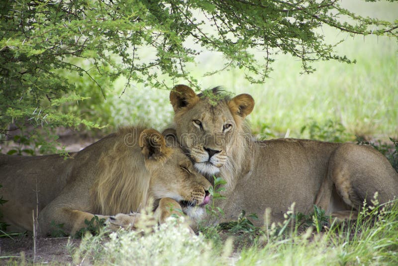 Amazing lions sitting and cuddling in the bush of Moremi Reserve. Two young lions sitting and giving cuddles to each other in the bush of Moremi Game Reserve in stock photography