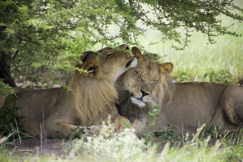Amazing lions sitting and cuddling in the bush of Moremi Reserve. Two young lions sitting and giving cuddles to each other in the bush of Moremi Game Reserve in royalty free stock photo