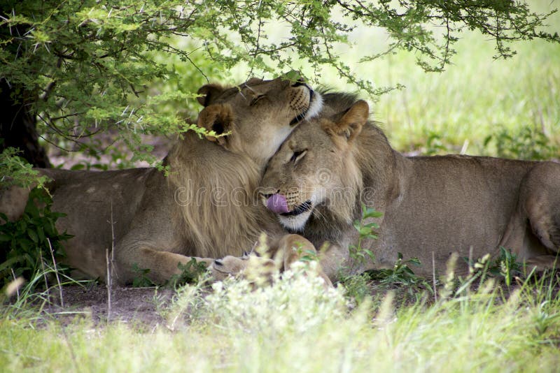 Amazing lions sitting and cuddling in the bush of Moremi Reserve. Two young lions sitting and giving cuddles to each other in the bush of Moremi Game Reserve in stock photography