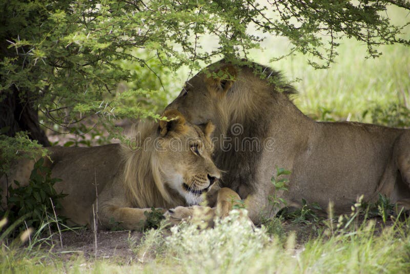 Amazing lions sitting and cuddling in the bush of Moremi Reserve. Two young lions sitting and giving cuddles to each other in the bush of Moremi Game Reserve in stock photo