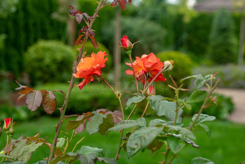 Amazing roses in garden near russian dacha in `Belgian village` in Moscow oblast. Awe nature in summer in russia royalty free stock image