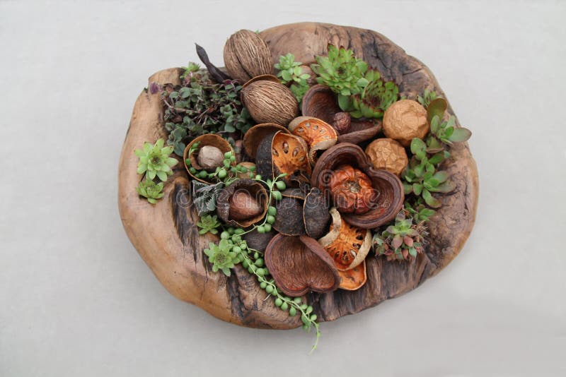 Alpine Plants. An Arrangement of Alpine Plants with Nuts and Seeds stock photo