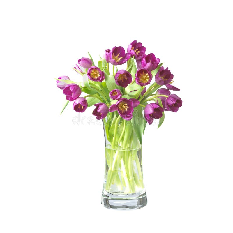 Beautifil tulips flowers in a vase with path. Beautifil tulips flowers in a vase isolated on white with clipping path stock image