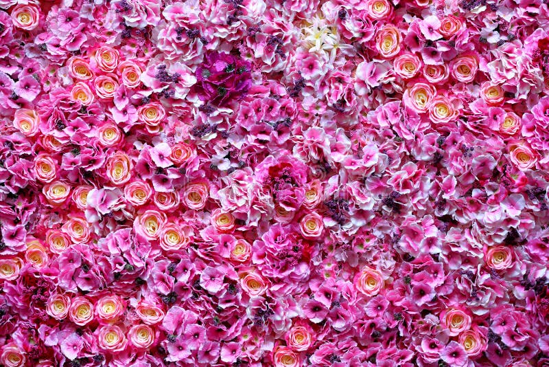 Beautiful colour flowers wall background royalty free stock image