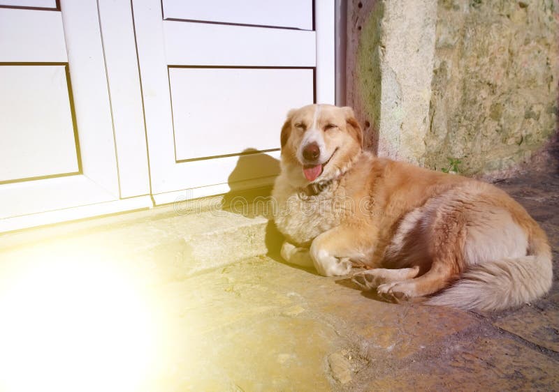 Beautiful large dog lying on the street and smiling. Happy waiting for the master stock photo