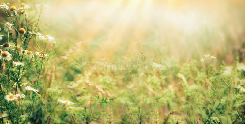 Beautiful late summer outdoor nature background with Wild herbs and flowers on meadow with sunbeams. Banner stock photography